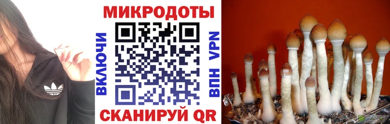 Псилоцибиновые грибы Psilocybe  сколько стоит  Данков 